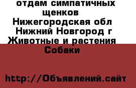 отдам симпатичных щенков  - Нижегородская обл., Нижний Новгород г. Животные и растения » Собаки   